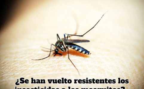 Se han vuelto resistentes los insecticidas a los mosquitos