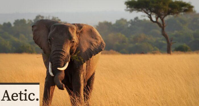 safari elefante