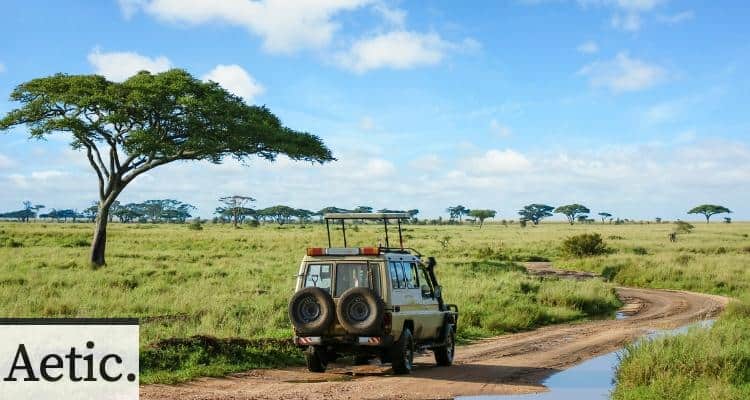 safari