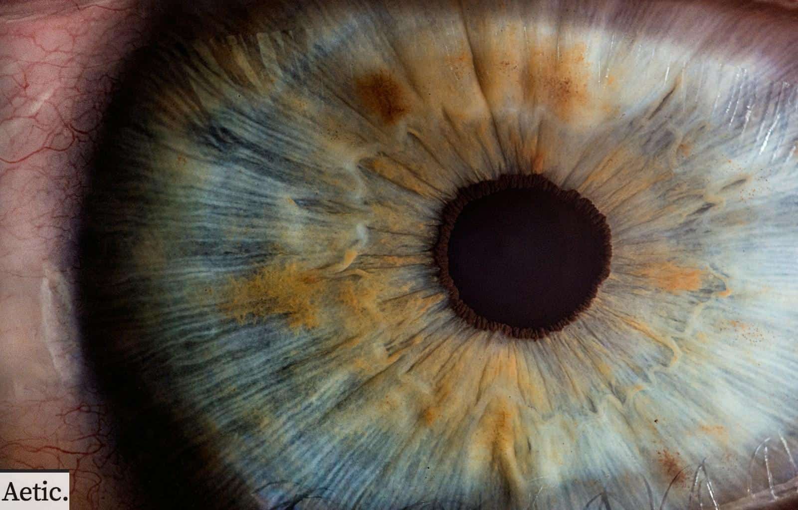 macro photography of human eye